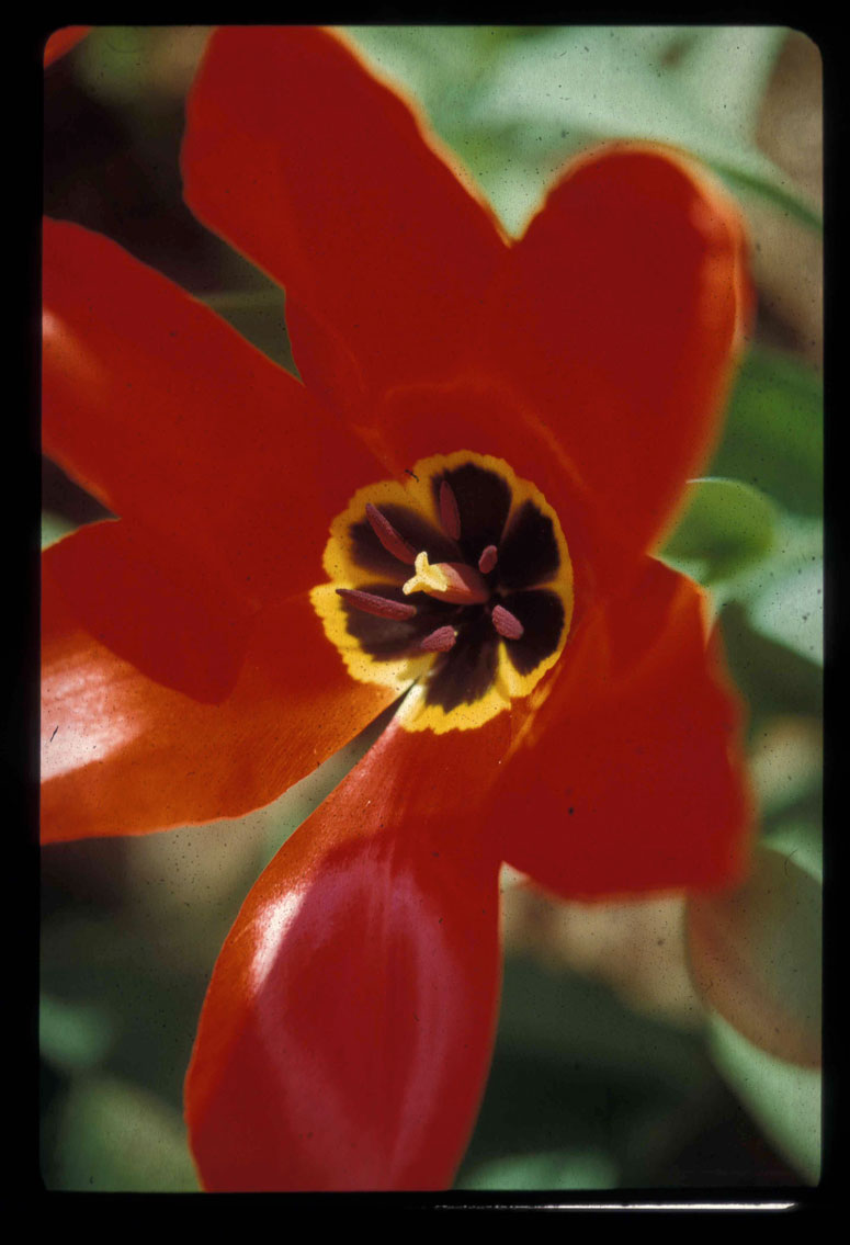 Håkan Magnussons Universum